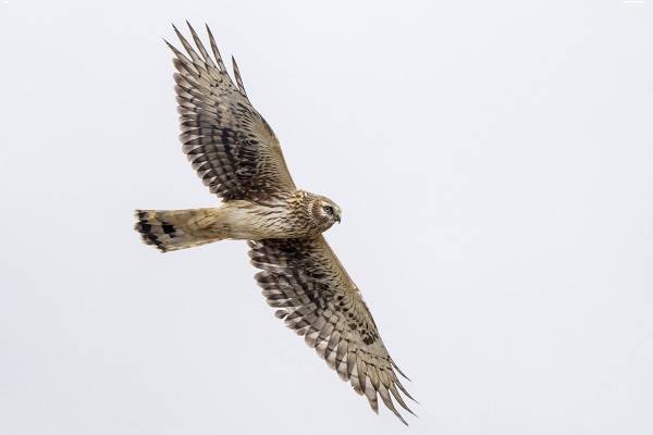 SINISUOHAUKKOJA ON NYT MUUTOLLA