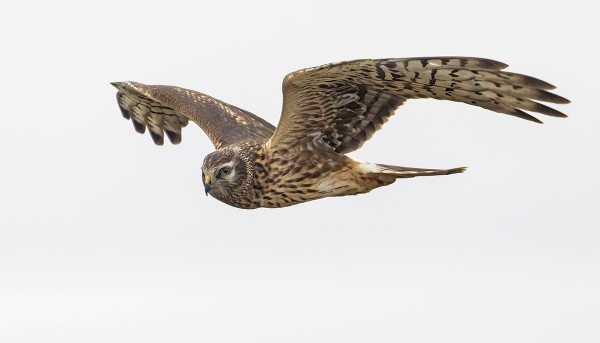 SINISUOHAUKOILLA TAITAA OLLA JUURI NYT PÄÄMUUTTOAIKA