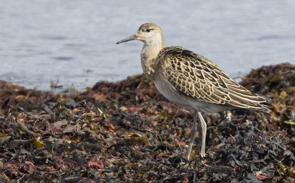 SUOKUKKO ON TÄMÄN AJAN KAHLAAJA