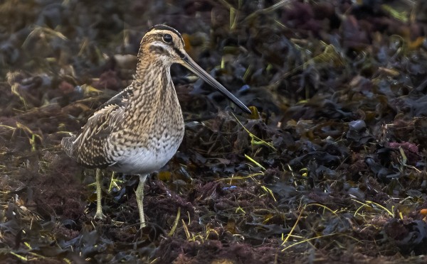 TAIVAANVUOHET RUOKAILEVAT MIELELLÄÄN RAKKOLEVÄLLÄ