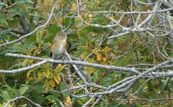 LINTULAN TIMO LÖYTÄMÄ JA KUVAAMA SINIPYRSTÖ RARIPUSKASSA - KIITOS TIMOLLE!
