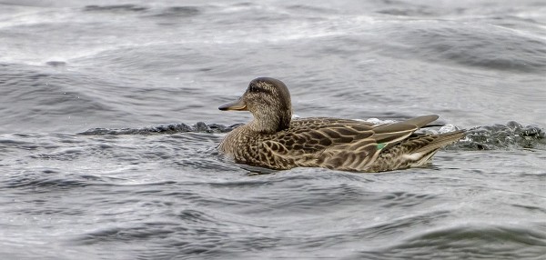 MUUTAMA TAVI VIIHTYY SAAREN VESILLÄ