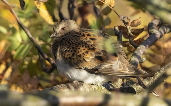 TURTURIKYYHKY PIILOTTELI PIHLAJISSA