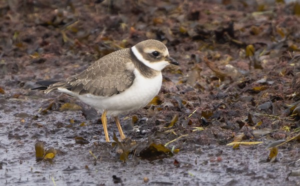 NUORIA TYLLEJÄ NÄKEE VIELÄ PÄIVITTÄIN