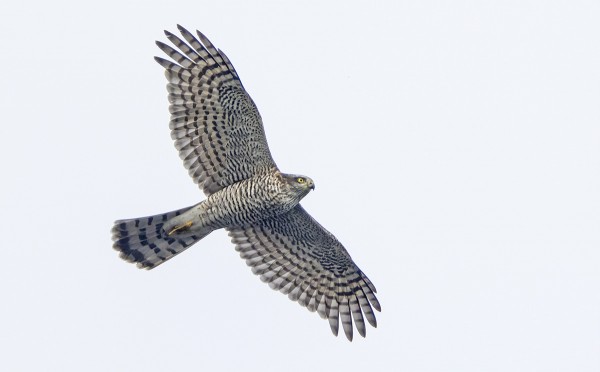 VARPUSHAUKKOJEN MUUTTO JATKUU