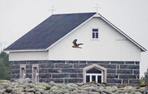 ILTA TARJOSI HELMIPÖLLÖN LAMMASHAASTA JA 1KV AROSUOHAUKAN ITÄNIITY LTÄ, TÄSSÄ OHITTAMASSA KAPPELIA