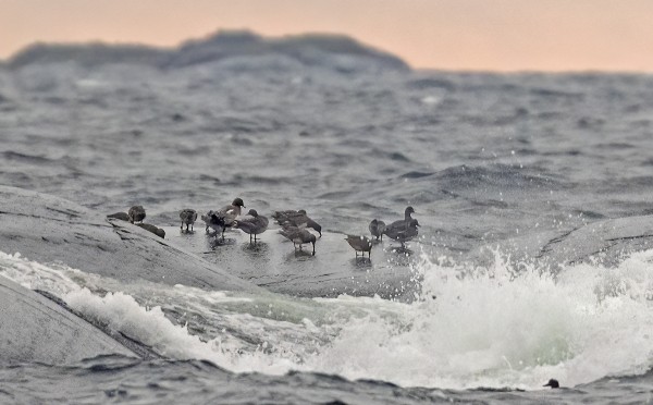 HAAPANAT RUOKAILEVAT MATALILLA LUODOILLA