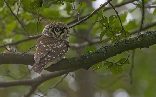 helmipöllö_01_Korppoo_10_22