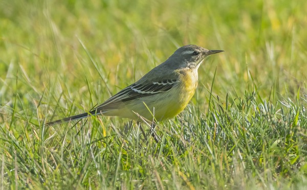 KELTAVÄSTÄRÄKKI ON PITKÄÄN VIIHTYNYT JALKAPALLOKENTÄLLÄ
