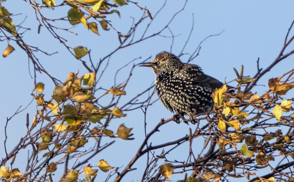 KOTTARAISIA NÄKEE VIELÄ PIKKUPARVISSA