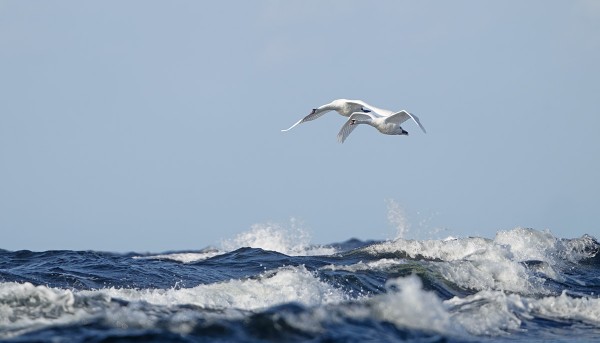 TUULI OLI AIKA KOVAA