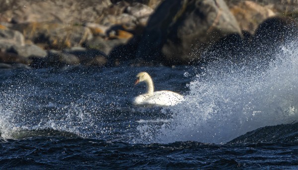 TUULET KOVIA JA PÄRSKEITÄ RIITTÄÄ