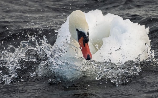 PÄRSKEITÄ ON RIITTÄNYT VIIME PÄIVINÄ