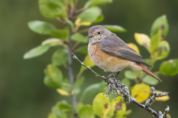 LEPPÄLINTUJEN MUUTTO ALKAA OLLA OHI