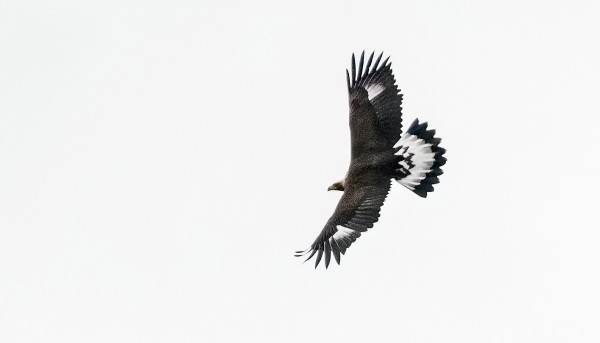 NUORI MAAKOTKA KÄVÄISI UTÖN ILMATILASSA