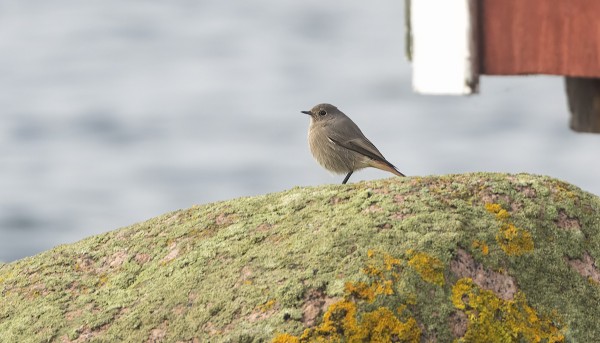 MUSTALEPPÄLINTU TÄNÄÄN KYLÄN RANNASSA