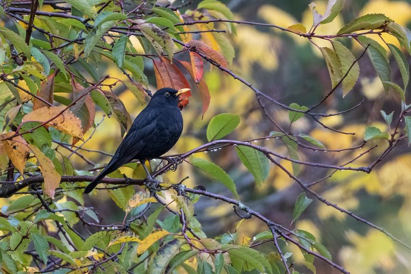 SAARI OLI TÄYNNÄ MUSTARASTAITA