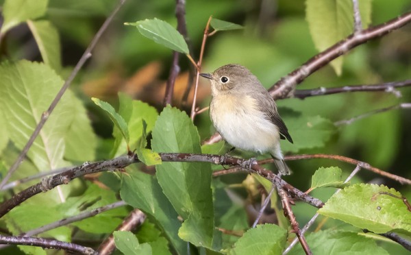 PIKKUSIEPPO MEIDÄN SAUNALLA