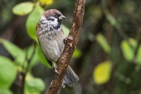 PIKKUVARPUSIA ON NÄKYNYT MELKO PALJON NYT LOKAKUUSSA