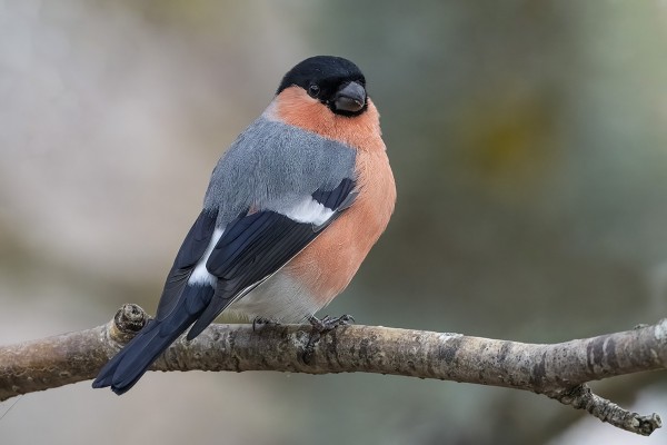 MUUTAMA PUNATULKKU NÄKYY PÄIVITTÄIN