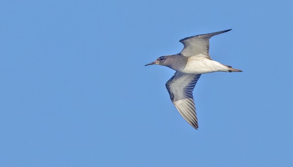 SUOKUKKOJA ON TÄNÄ SYKSYNÄ OLLUT TAVANOMAISTA MYÖHEMPÄÄN