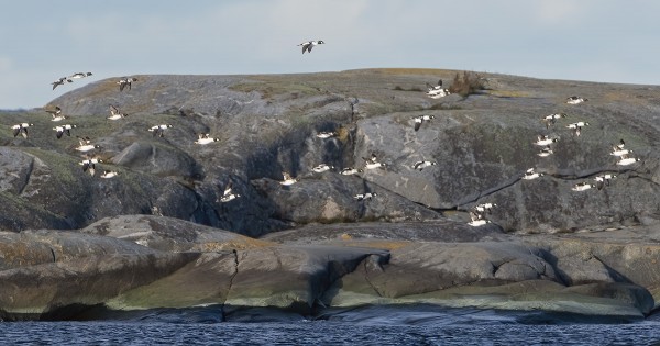 TELKKIÄ ALKAA KERÄÄNTYÄ TÄNNEKIN TALVEN EDELLÄ