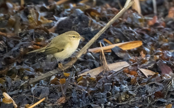 TILTALTTI VIIHTYY ITÄRANNALLA
