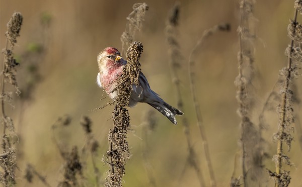 URPIAISIA ON NYT MELKO RUNSAASTI