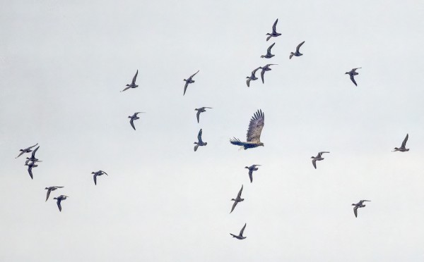 MERIKOTKA PELOTTELI HAAPANOITA