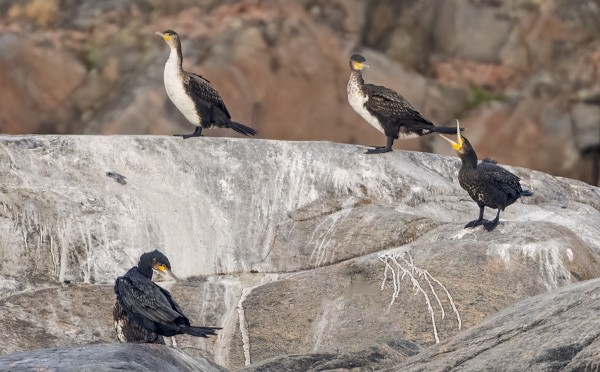 KAIKENIKÄISIÄ MERIMETSOJA HENGAA SATAMALAHDELLA