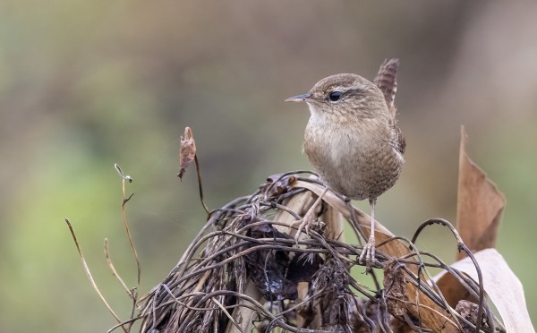 PEUKALOISIA ON VIELÄ USEITA