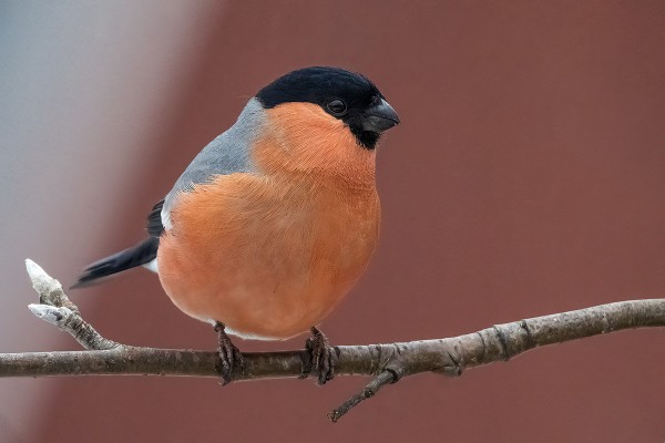 PARI PUNATULKKUA HYÖRII KYLÄLLÄ