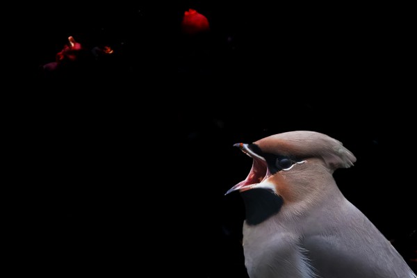 TILHET SYÖVÄT NYT VIIMEISIÄ MARJOJA