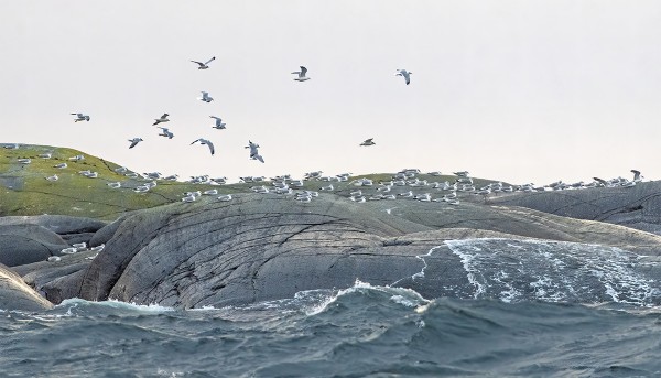 KALALOKKEJA ON KERÄÄNTYNYT LÄHILUODOILLE MUUTAMIA SATOJA