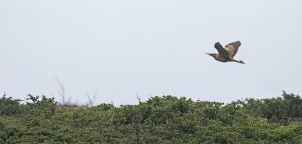 EPÄTARKKA KUVA PÄIVÄN KAULUSHAIKARASTA