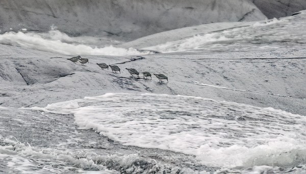 MERISIRRIT OVAT EDELLEEN PYSYTELLEET VAIN LUODOILLA, PÄÄSAAREN RANNASSA EI VIELÄ YHTÄÄN
