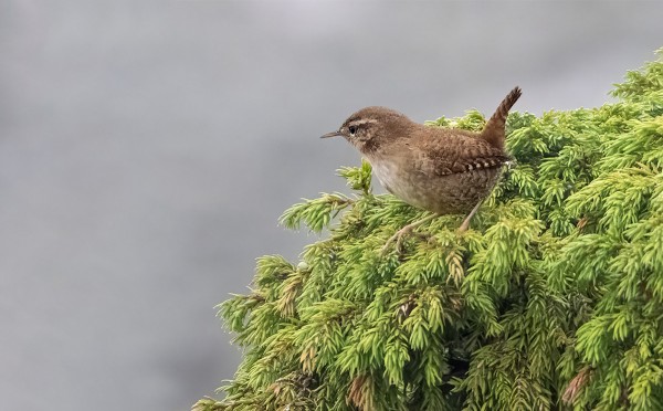 PEUKALOISIA ON SAARESSA EDELLEEN VARMAANKIN TOISTAKYMMENTÄ
