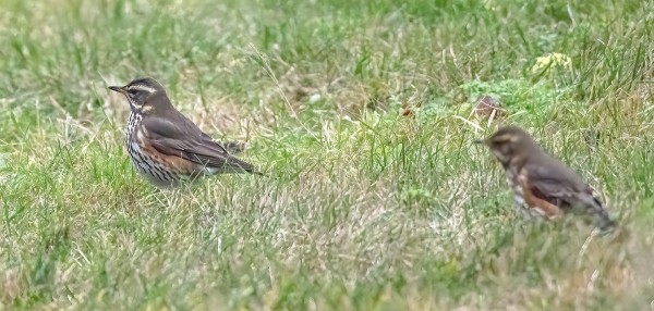PUNAKYLKIRASTAITA ON SAARESSA VIELÄ MUUTAMIA