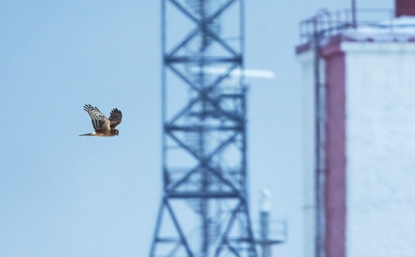NUORI SINISUOHAUKKA PYÖRII JÄLLEEN SAARESSA