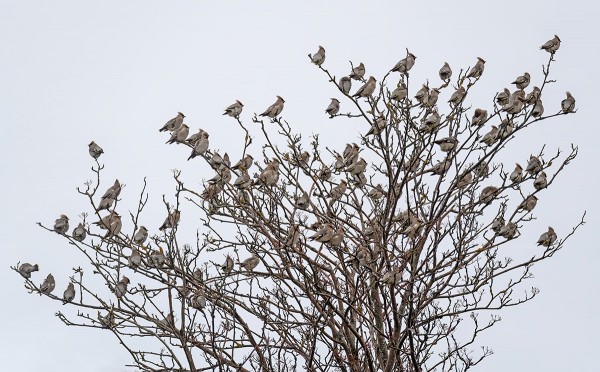 TILHIÄ ON VIELÄ RUNSAASTI MUTTA MARJOJA EI ENÄÄ YHTÄÄN