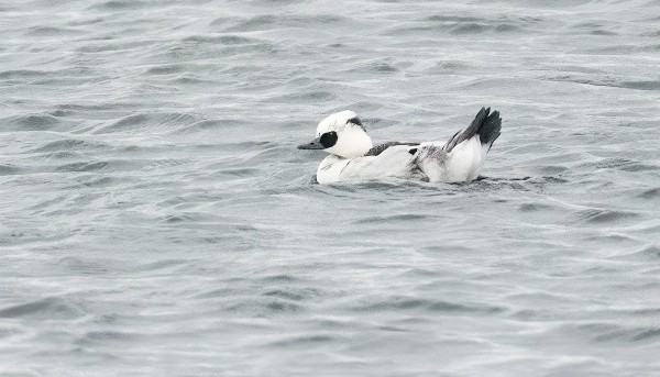 UIVELO UISKENTELI FLADANILLA KOKO PÄIVÄN