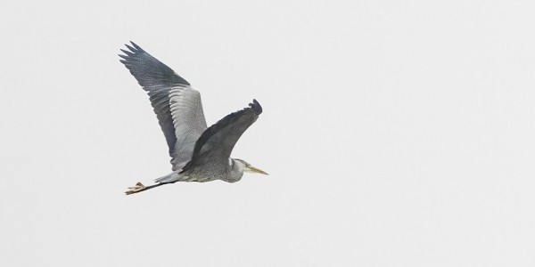 HARMAAHAIKARA KÄVÄISI ILTAPÄIVÄLLÄ KYLÄN RANNASSA