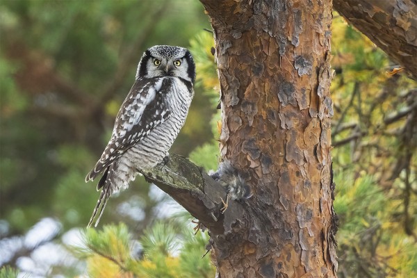 HIIRIPÖLLÖJÄ TULI UTÖHÖN SAAKKA PERÄTI KOLME