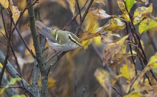 HIPPIÄISUUNILINTUJA NÄHTIIN TAVANOMAISTA ENEMMÄN KOKO SUOMESSA