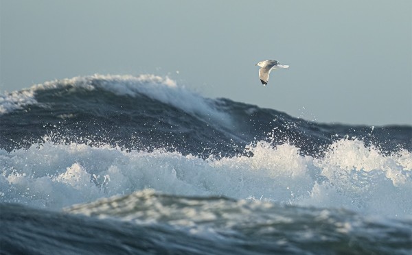 KALALOKIT NAUTTIVAT TUULESTA JA AALLOISTA