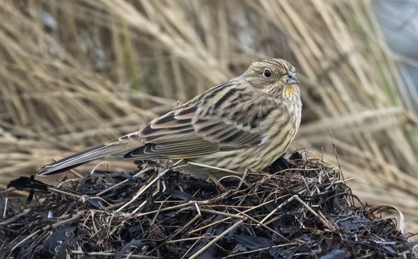KELTASIRKKU ON UTÖSSÄ HARVALUKUINEN LAJI, NYT YKSI VIIHTYY ITÄRANNALLA