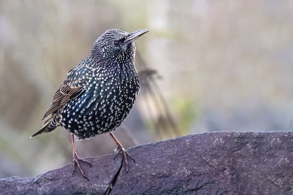 KOTTARAINEN KÄY SILLOIN TÄLLÖIN MEIDÄN RUOKINNALLA