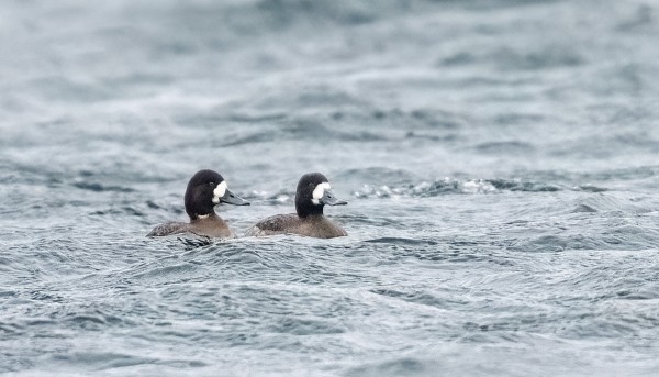 TALVEHTIVIA LAPASOTKIAKIN ON TAVANOMAISTA VÄHEMMÄN, VAIN 3 YKSILÖÄ
