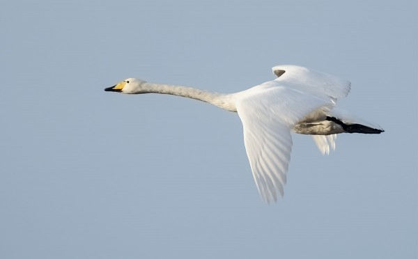 JOKUNEN LAULUJOUTSEN NÄKYY SILLOIN TÄLLÖIN