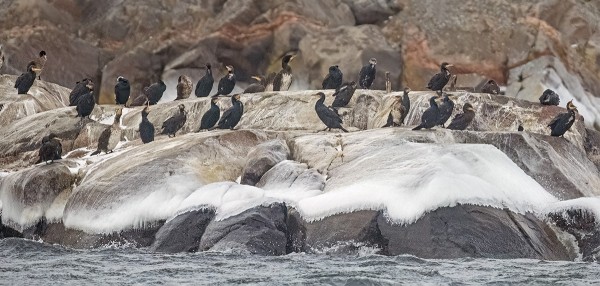 MERIMETSOJEN TALVIPARVI, VAJAA SATA LINTUA OLESKELEE SATAMAN SUULLA